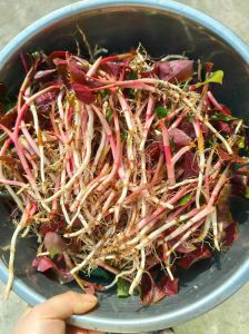 为什么折耳根四川人喜欢_云贵川渝人的家常味觉出厂设置