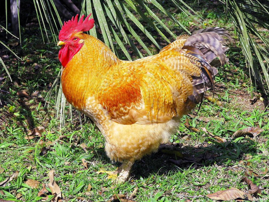 海南十大名鸡排名_饮食文化瑰宝