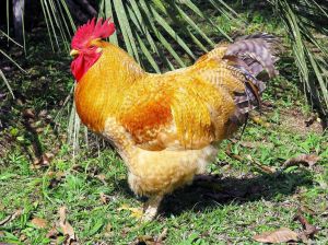 海南十大名鸡排名_饮食文化瑰宝