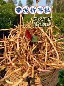 折耳根是哪里人爱吃_鱼腥味背后的文化魅力