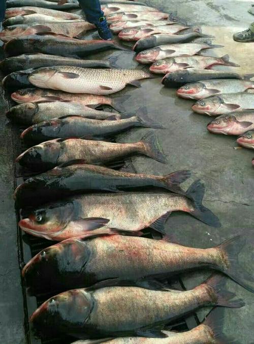 东北胖头鱼学名叫什么_鲜美高营养，东北冬季捕捞佳品