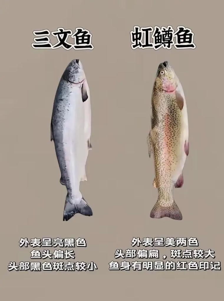 澳洲的三文鱼是虹鳟吗_三文鱼多为虹鳟？生吃有风险！