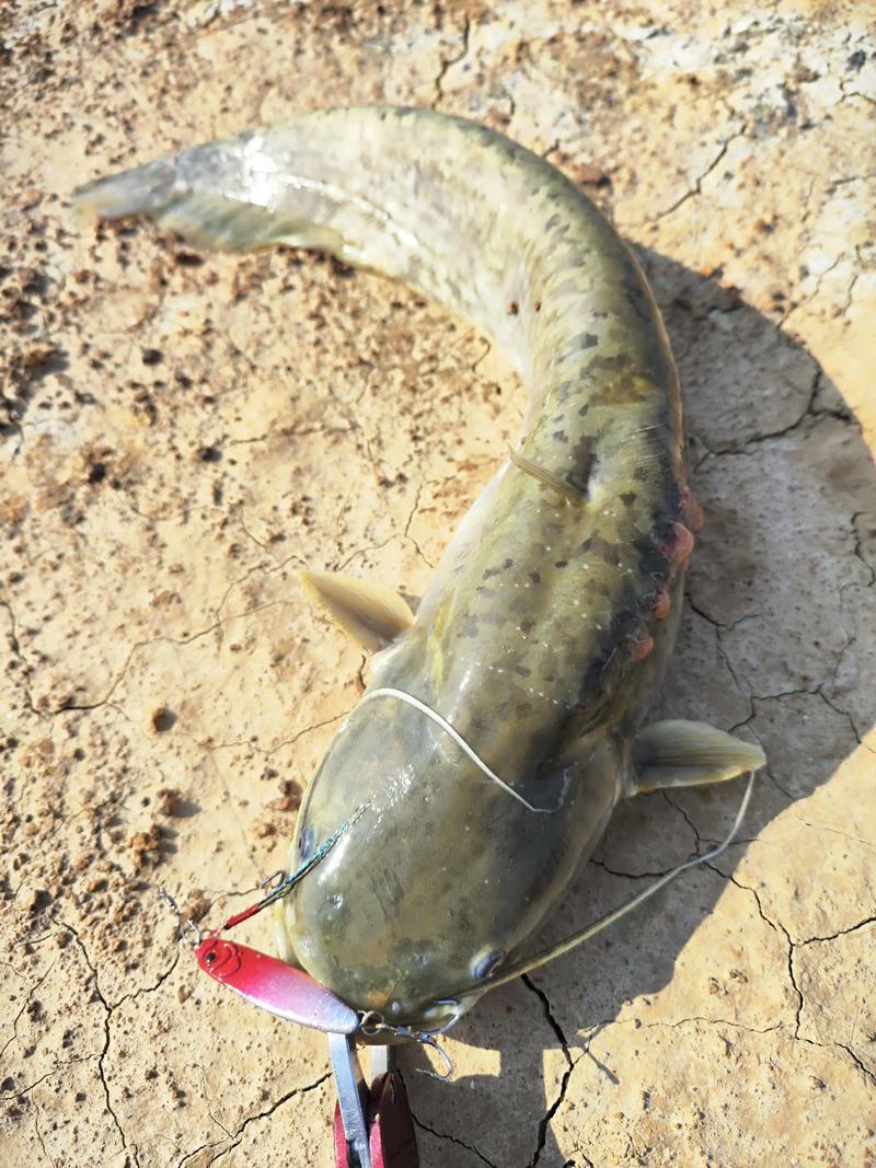 鲶鱼是什么档次的鱼_鲶鱼虽被误解，实则鲜美营养高性价比