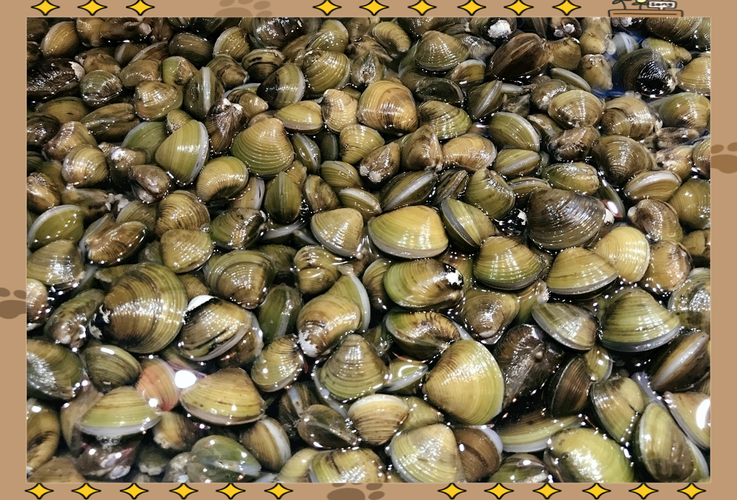 河里面小小的贝壳那种是什么_常见河底贝类及其生态价值