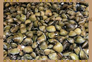 河里面小小的贝壳那种是什么_常见河底贝类及其生态价值