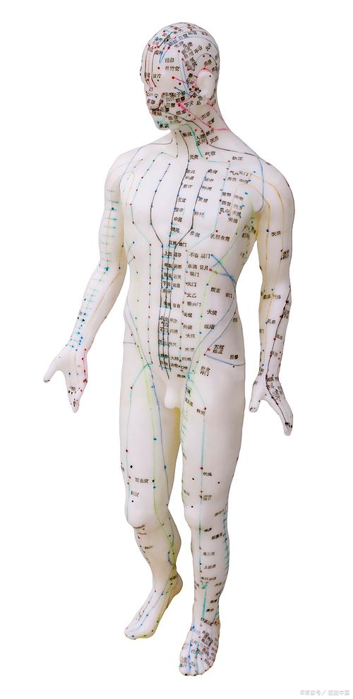 全身穴位图解3d是什么样的_穴位定位与调理