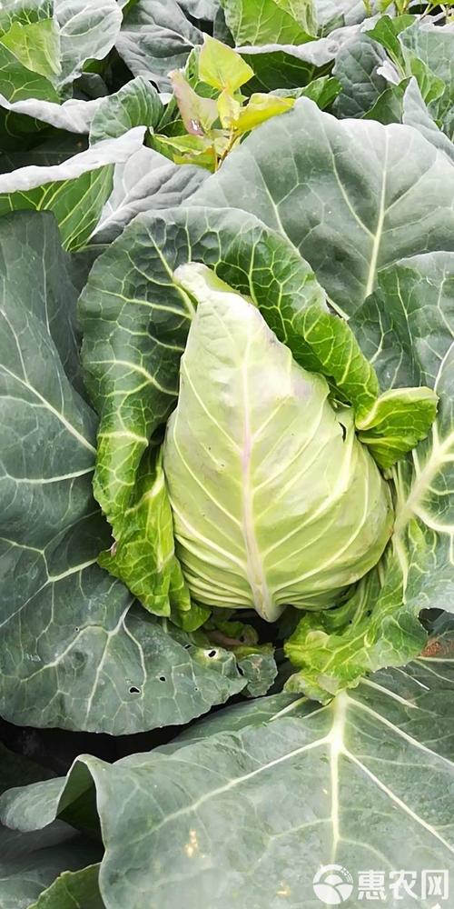 牛心包菜为什么便宜_牛心包菜价廉物美，营养丰富，烹饪简单，市场前景广阔