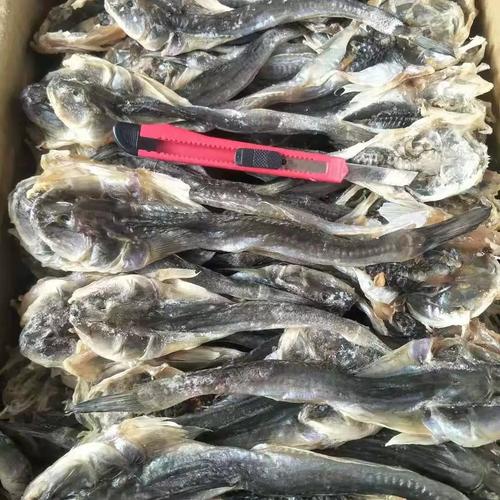 丹东胖头鱼学名叫什么_营养美味，年年有余好选择