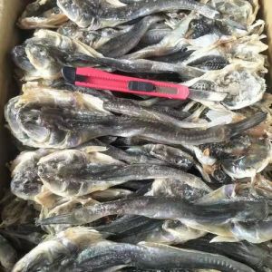 丹东胖头鱼学名叫什么_营养美味，年年有余好选择