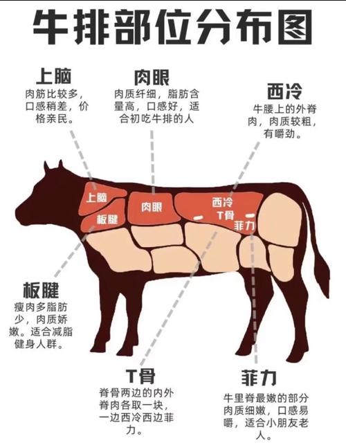 牛窝骨是哪个部位图解_软脆有嚼劲，滋补营养好食材