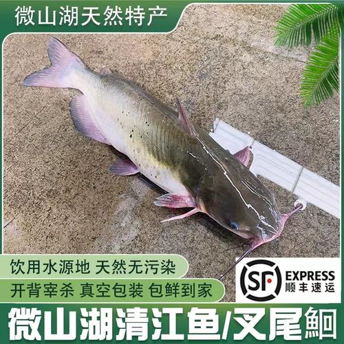 清江鱼也叫梭边鱼吗_清江鱼与梭边鱼的区别