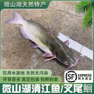 清江鱼也叫梭边鱼吗_清江鱼与梭边鱼的区别