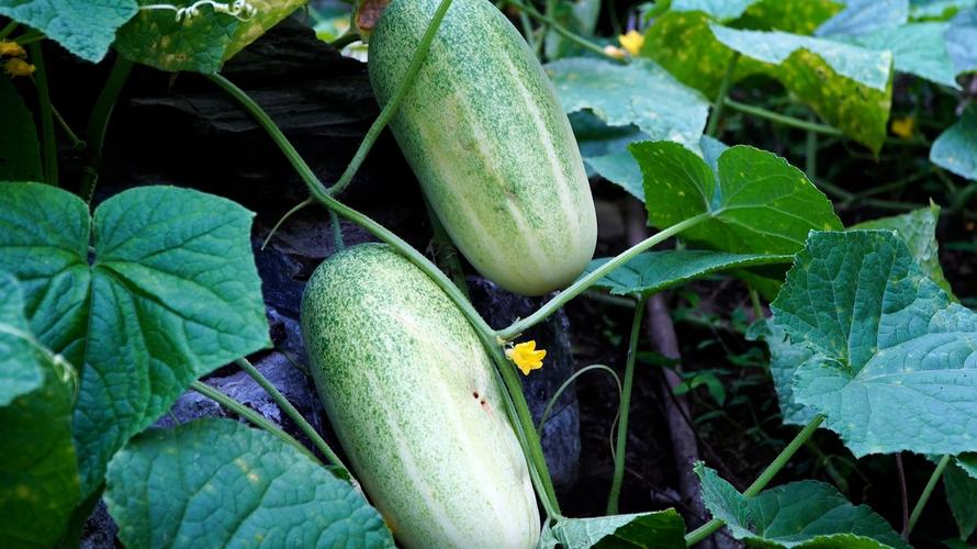 黄瓜是什么颜色的_千年名称背后，你不知道的成熟真相