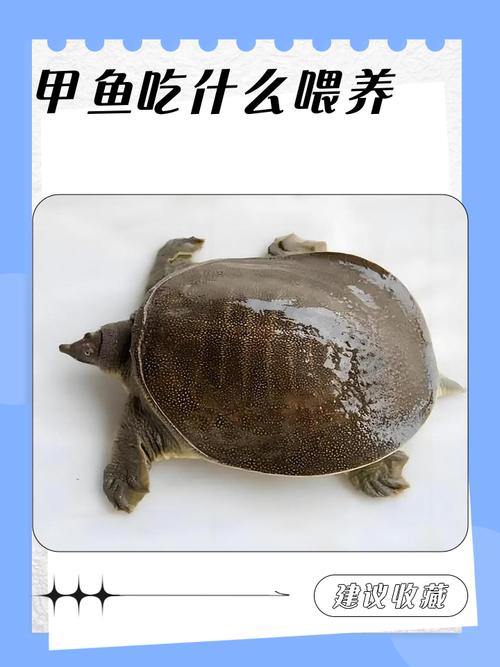 甲鱼正确吃法图解_甲鱼红烧做法