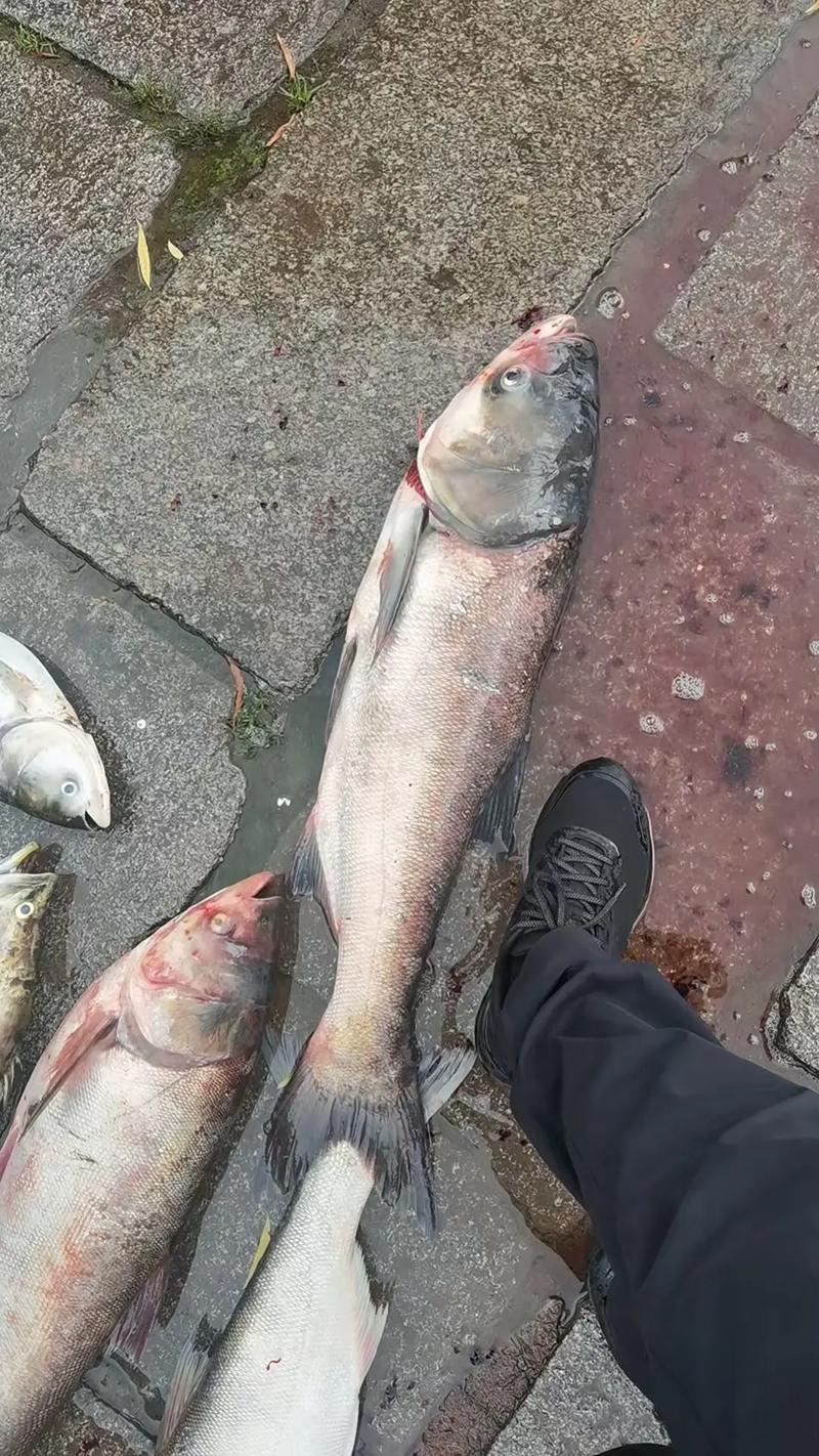 东北的胖头鱼是什么鱼_鲜美高营养，宝清龙头鱼最出名