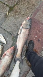 东北的胖头鱼是什么鱼_鲜美高营养，宝清龙头鱼最出名