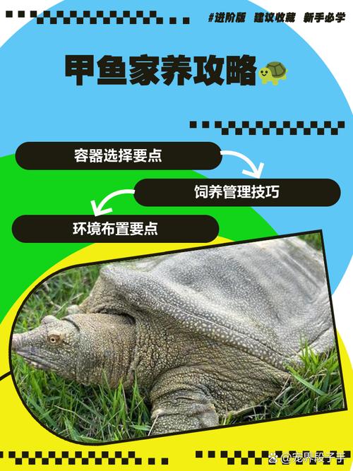 买回家的甲鱼怎么养才不死_养甲鱼盆缸选择及注意事项