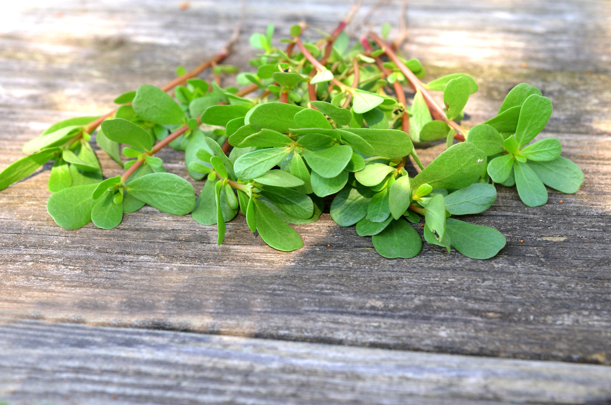 马齿苋在农村叫什么_凉拌消暑，清热长寿野菜