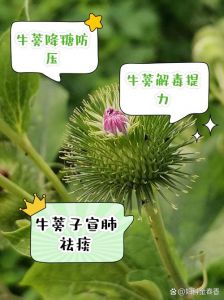 牛蒡为什么叫牛蒡_传说中增强体力的神奇草本