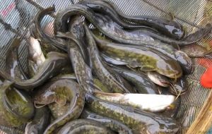 鲶鱼为什么这么脏_鲶鱼被冤枉？其实很干净营养！