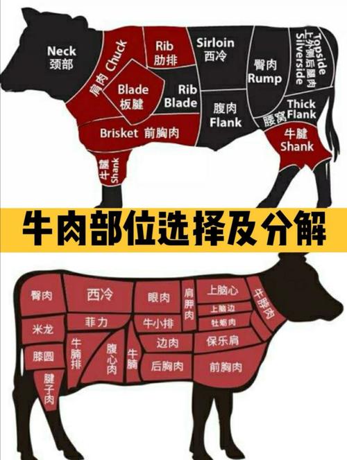 牛肉分割部位高清图_风味口感与烹饪秘籍