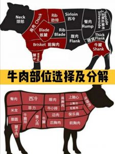 牛肉分割部位高清图_风味口感与烹饪秘籍