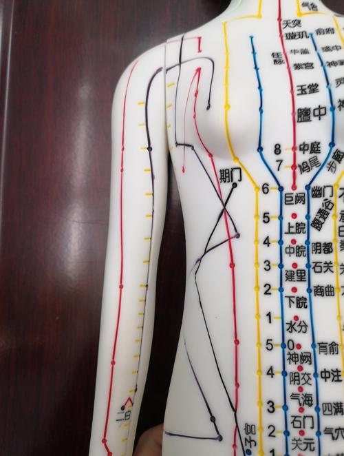 全身穴位图解3d是什么样的_穴位定位与调理