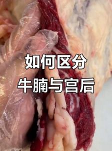 牛宫后肉在牛的哪个部位图解_香嫩高蛋白，烧烤炒制皆宜