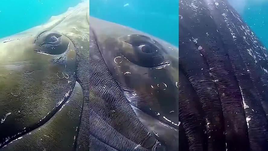 寄生在鲸鱼上面的贝壳叫什么_附着生物体表的节肢动物，吸附力强，影响航运和海洋生物