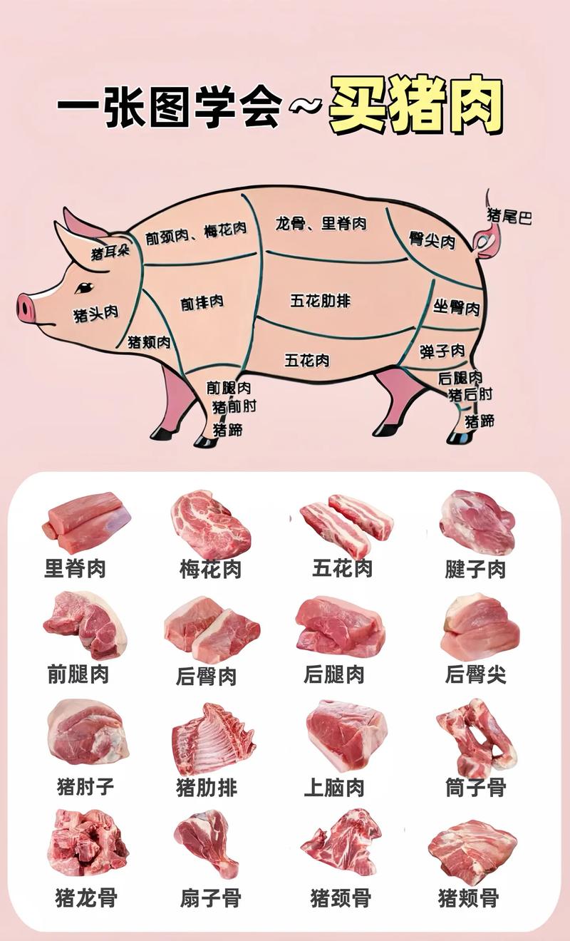 猪腱肉是哪个部位的肉_炖煮卤制佳品,肉香筋道营养高 猪腱肉是哪个部位的肉_炖煮卤制佳品,肉香筋道营养高