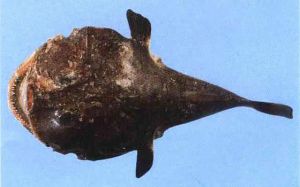 海老头鱼学名叫什么_鲜嫩营养，平价美味！