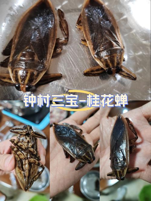 桂花上面的肉青虫是什么_桂花肉青虫防治方法