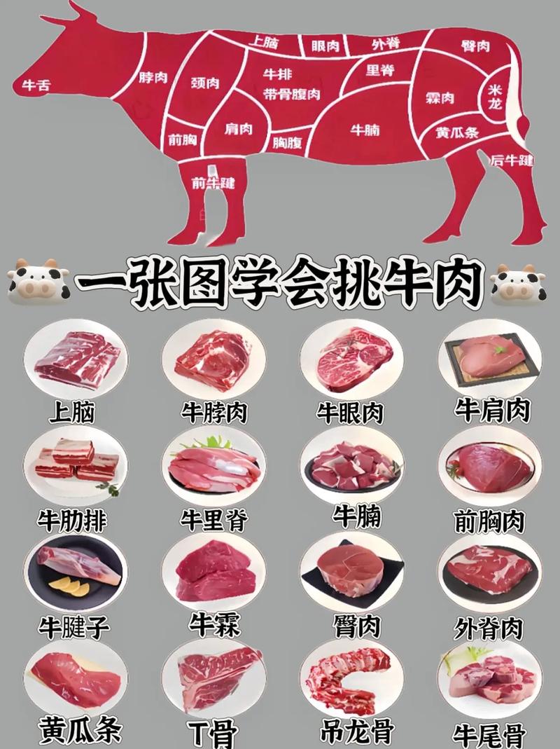牛腱子肉是哪个部位图_牛腱子怎么挑？炖卤有讲究！
