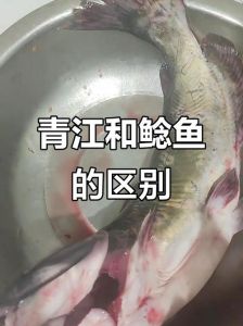 清江鱼是鲶鱼吗_产地口感大不同