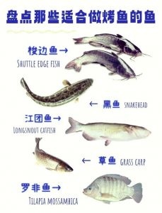 和梭边鱼差不多的是什么鱼_鲶鱼梭鱼有啥区别？