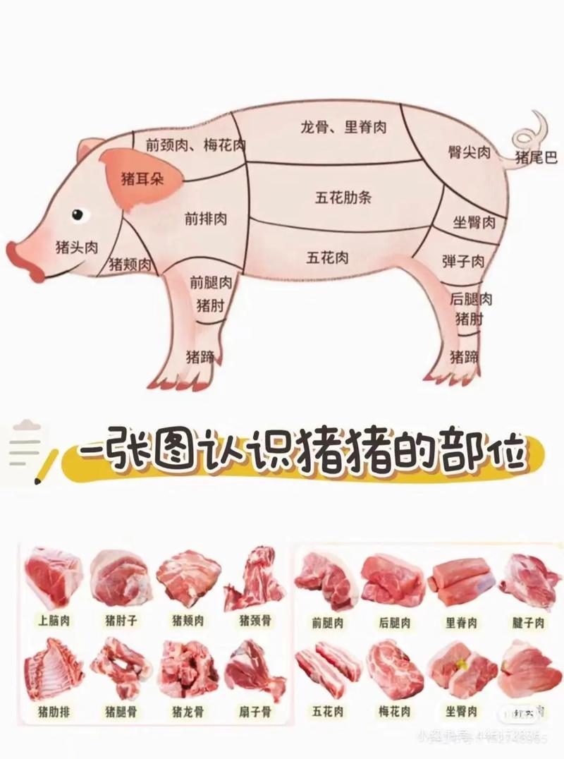 猪小里脊肉位置图_最嫩猪肉，炒炖皆宜！