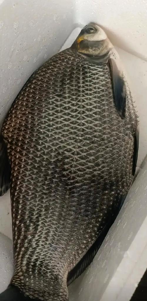 长条的鱼有哪些_从深海到餐桌的多样美味