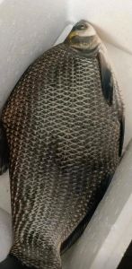 长条的鱼有哪些_从深海到餐桌的多样美味