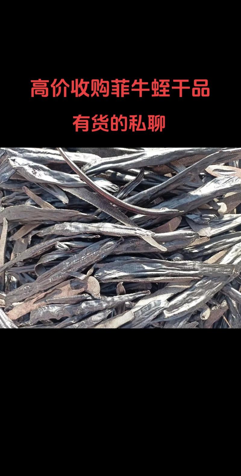 菲牛蛭是什么东西_破血逐瘀的中药水蛭素