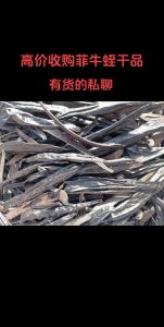 菲牛蛭是什么东西_破血逐瘀的中药水蛭素