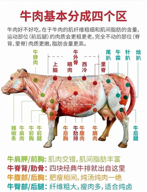 牛眼肉在牛身上部位图_上脑外脊间的高档嫩肉