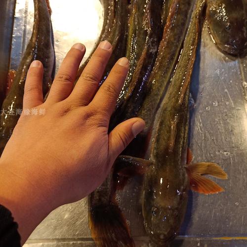 海胖头鱼又叫什么名_美味佳肴，文化见证