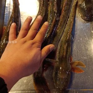 海胖头鱼又叫什么名_美味佳肴，文化见证