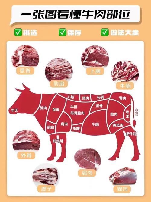 牛肉分割图及各部位名称_牛肉部位大不同，选对才能做好菜！