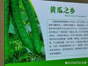 黄瓜古代叫什么_名称变迁见证历史