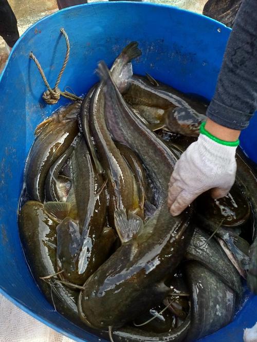市场卖的鲶鱼干净吗_鲶鱼虽脏但安全，选对渠道巧烹饪
