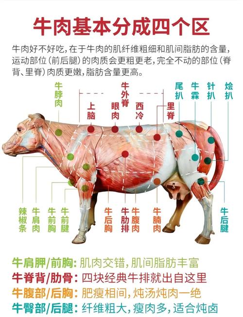 牛腱子肉是哪个部位图_牛腱子怎么挑？炖卤有讲究！