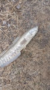 黑鱼很脏吗_黑鱼环境决定脏不脏，安全美味营养高