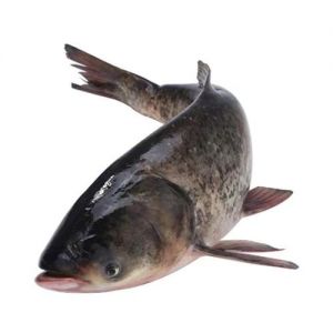 辽宁胖头鱼学名叫什么_辽宁胖头鱼有两种说法？