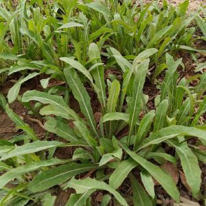 菊苣在农村叫什么_营养美味，清肝利胆的好帮手